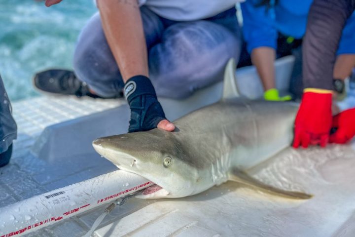 Image of Marine Biology