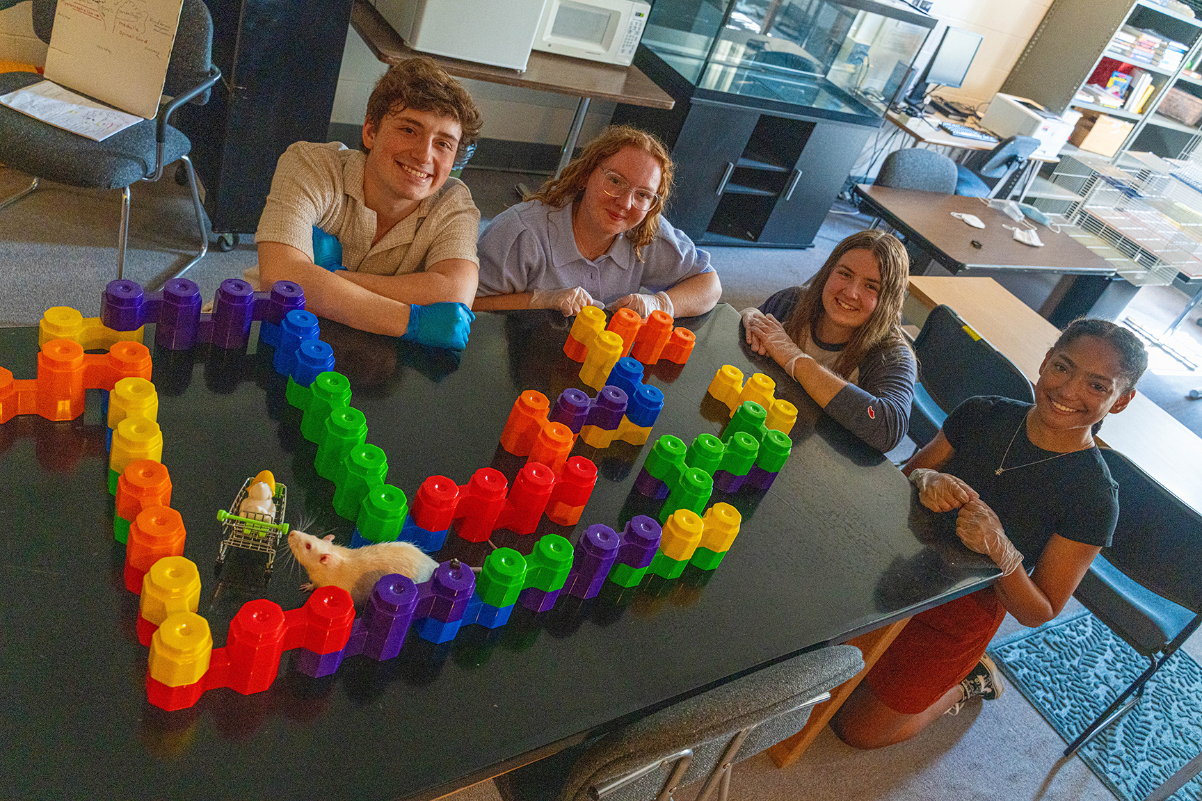 4 students watching white rat in colorful plastic maze
