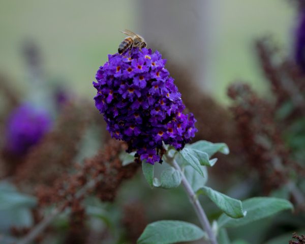 purple flower with honeybee sitting on top