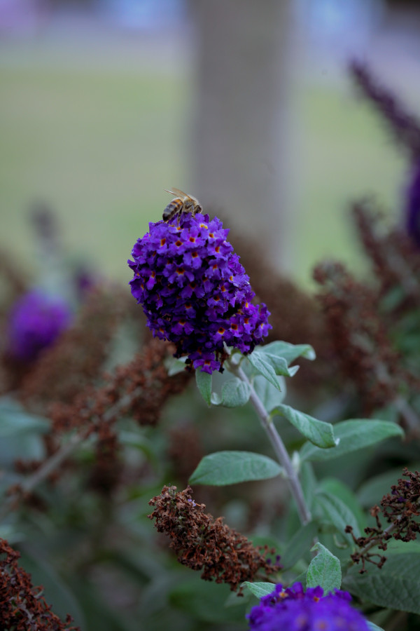 purple flower with honeybee sitting on top