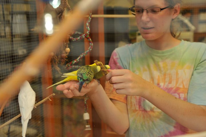 Image of Wildlife Rehabilitation