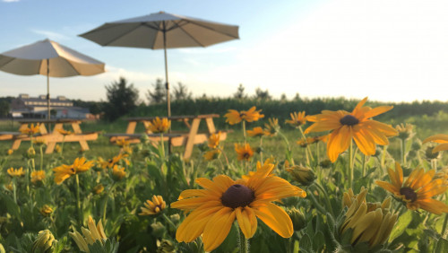 field of daisies with 2 umbrella picnic tables in background