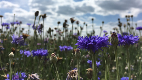 field of purple flowers