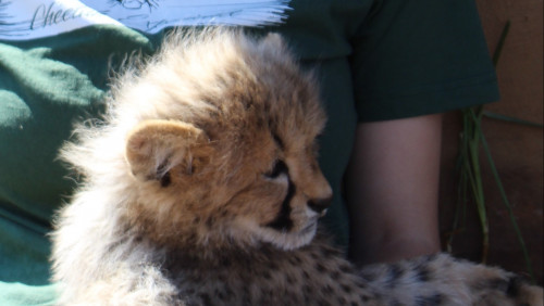 baby cat-like furry animal