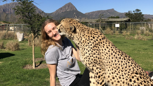 Large cheetah licking Jenna's face