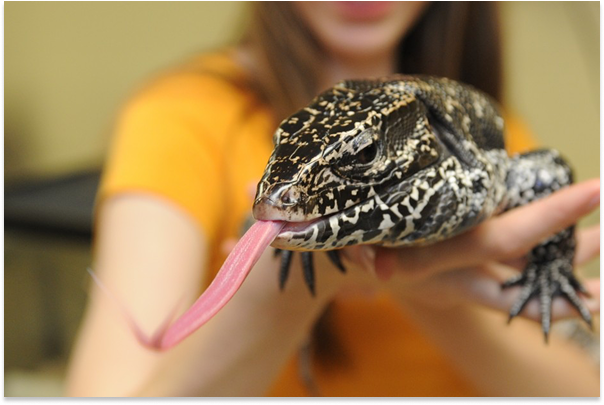 A reptile sticks out its tongue while being held by a student wearing a yellow shirt