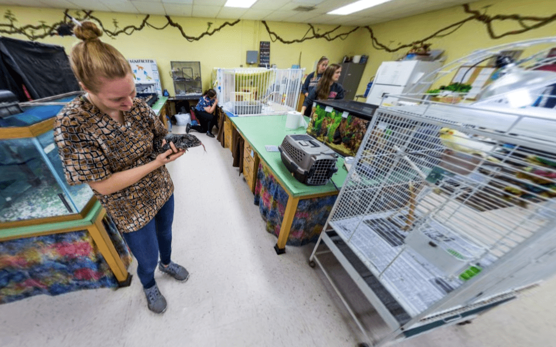 A female student handles a small animal inside the zoo classroom filled with animal cages and habitats